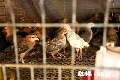 小鸡苗到家，要饮温开水吗养殖方面，该注意些什么
