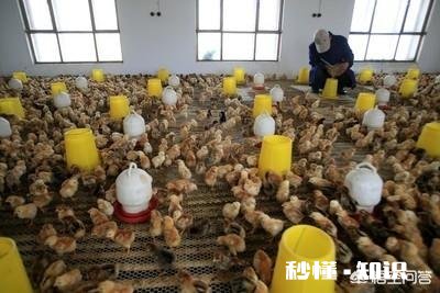 小鸡苗到家，要饮温开水吗养殖方面，该注意些什么