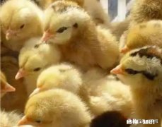 小鸡苗到家，要饮温开水吗养殖方面，该注意些什么
