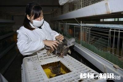 小鸡苗到家，要饮温开水吗养殖方面，该注意些什么