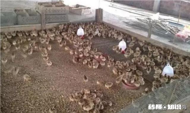 小鸡苗到家，要饮温开水吗养殖方面，该注意些什么