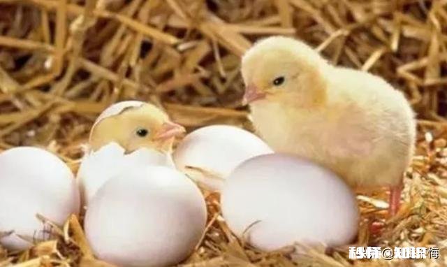 小鸡苗到家，要饮温开水吗养殖方面，该注意些什么