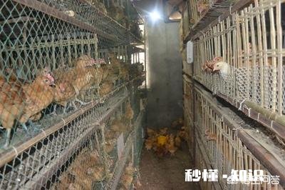 小鸡苗到家，要饮温开水吗养殖方面，该注意些什么