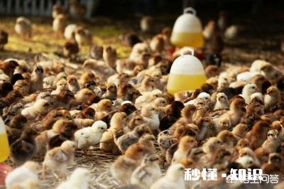 小鸡苗到家，要饮温开水吗养殖方面，该注意些什么