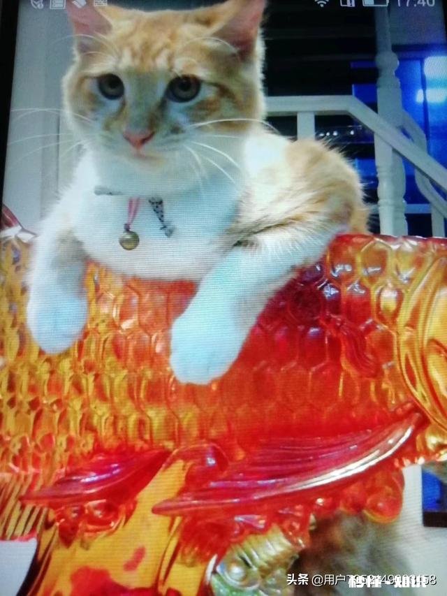 生活上拍摄哪些景象的视频，会得到更高的收视率