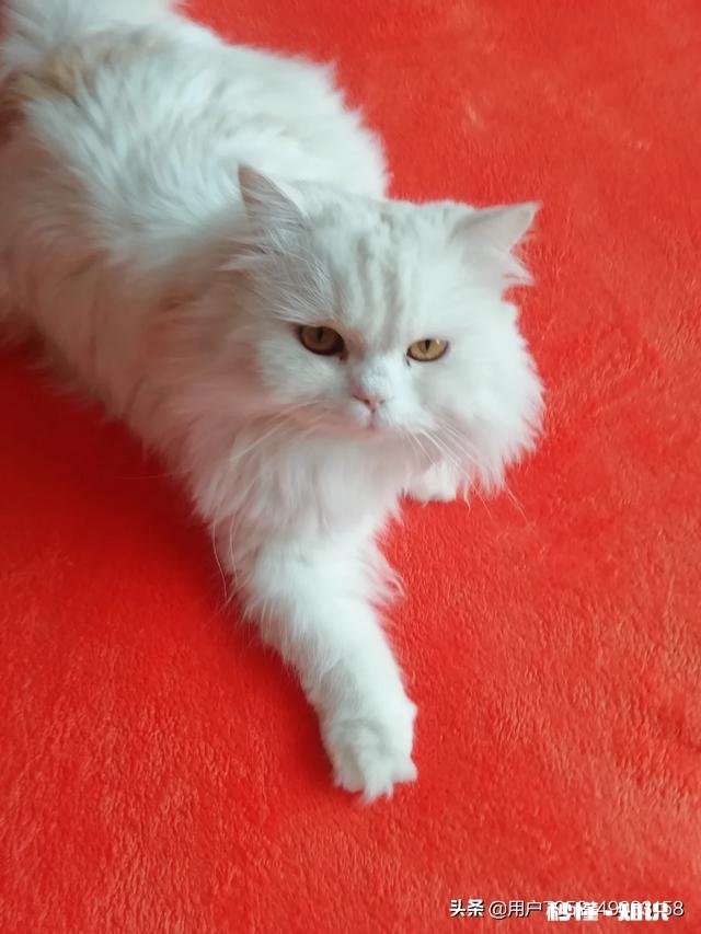 生活上拍摄哪些景象的视频，会得到更高的收视率