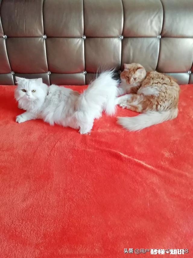 生活上拍摄哪些景象的视频，会得到更高的收视率