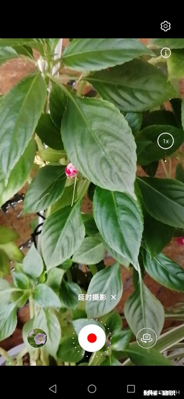 如何拍摄花慢慢的绽放视频