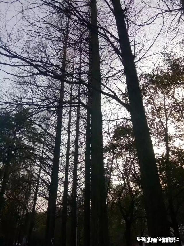 你会为改变后代基因娶一个不爱但比自己高很多的女人吗为什么