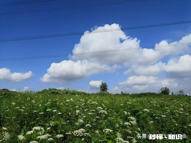 谁有拍过蓝天白云草原照片分享一下