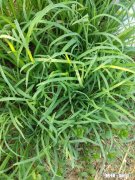 你觉得哪些古诗词最应该选入初中语文课本