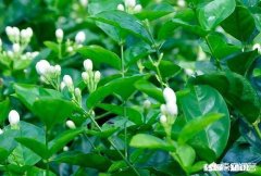 哪里能买到纯正口感的茉莉花茶