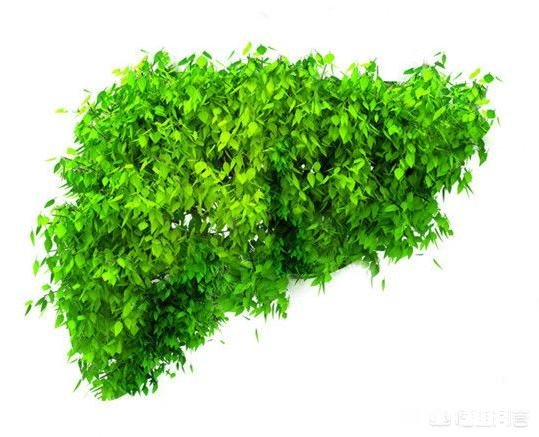 45岁后，身上这一处越“软”，一处越“弹”，就越能健康长寿，指的是哪里