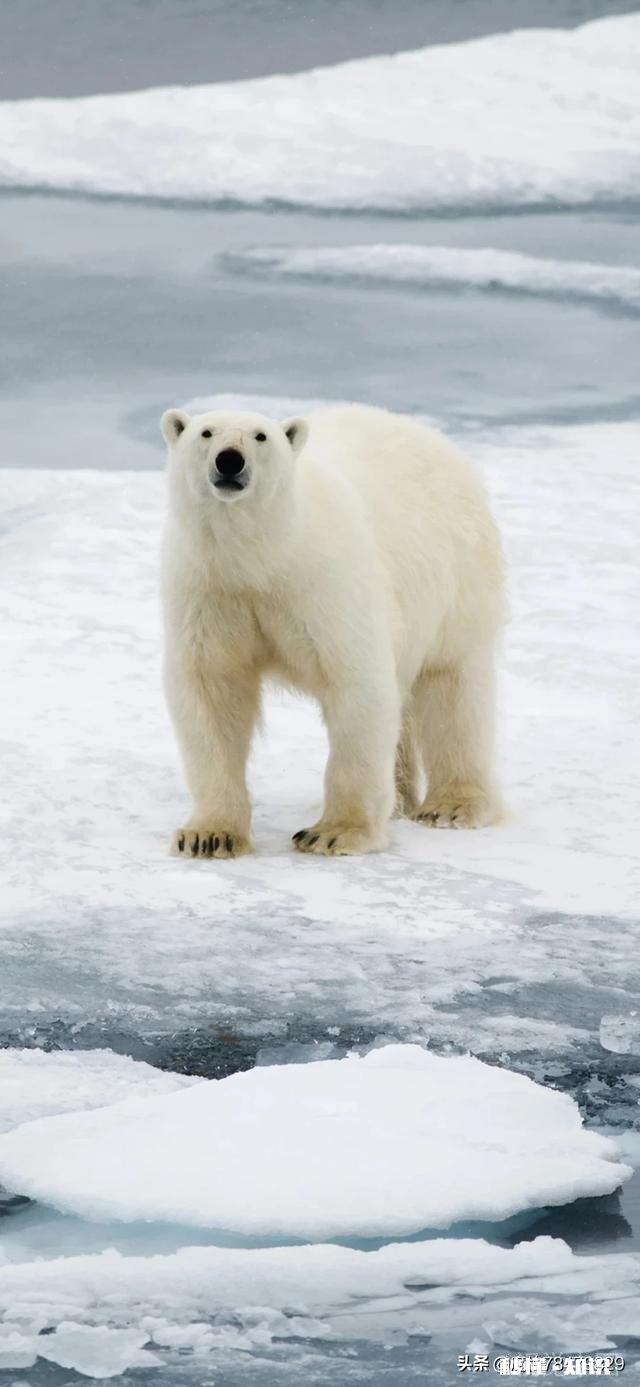 如何用手机拍出雪景大片