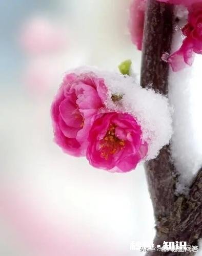 你几年没回家过年了2019年回吗