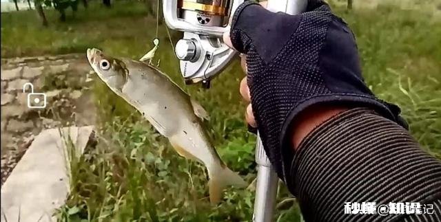 用仿生虾能钓到鱼吗