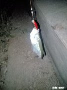 用仿生虾能钓到鱼吗