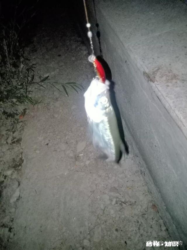 用仿生虾能钓到鱼吗