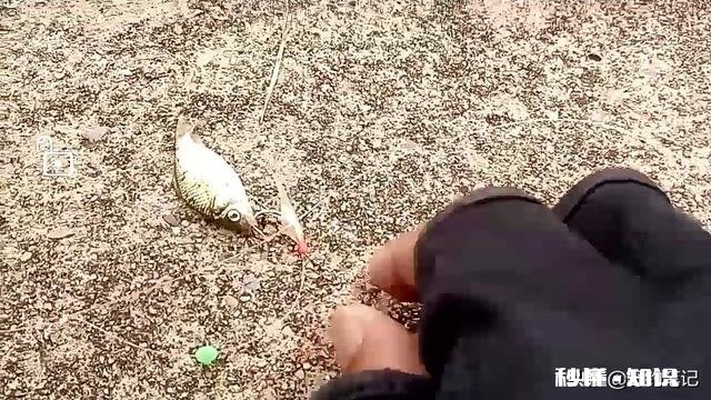 用仿生虾能钓到鱼吗