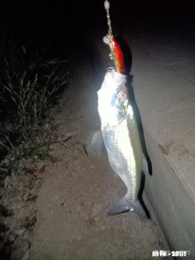 用仿生虾能钓到鱼吗