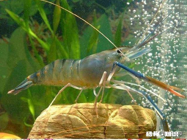 用仿生虾能钓到鱼吗