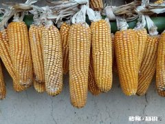 在农村承包土地搞种植怎么样