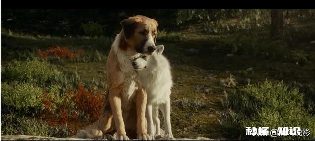 《野性的呼唤》这部电影，你觉得好看吗看完有什么感悟呢