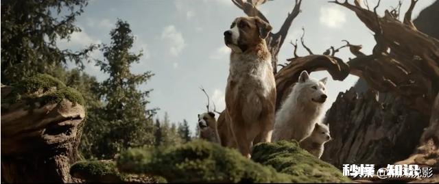 《野性的呼唤》这部电影，你觉得好看吗看完有什么感悟呢