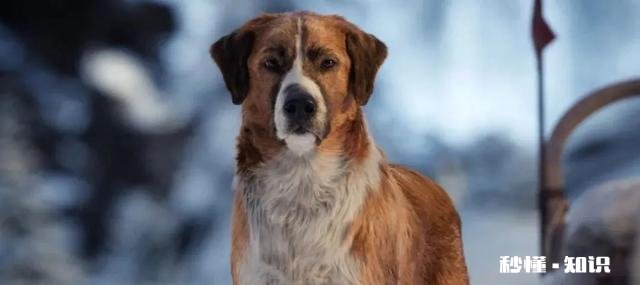 《野性的呼唤》这部电影，你觉得好看吗看完有什么感悟呢