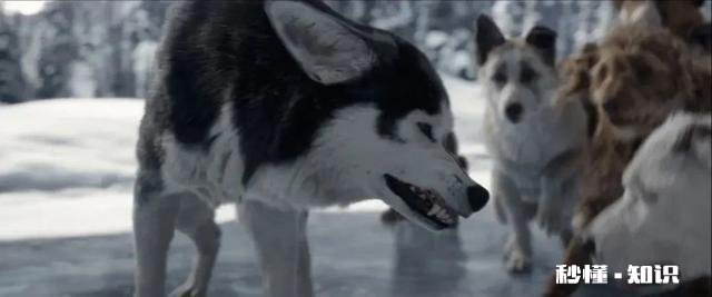 《野性的呼唤》这部电影，你觉得好看吗看完有什么感悟呢