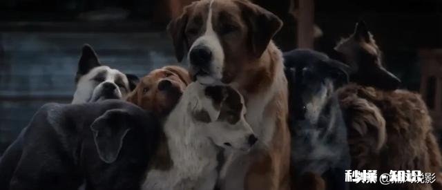 《野性的呼唤》这部电影，你觉得好看吗看完有什么感悟呢