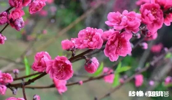 有什么很美的图