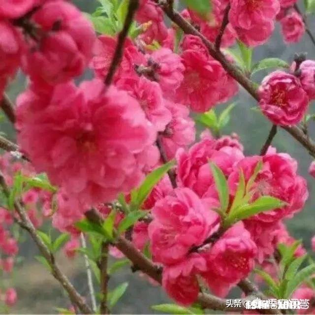 有什么很美的图