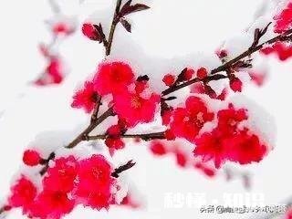 有什么很美的图