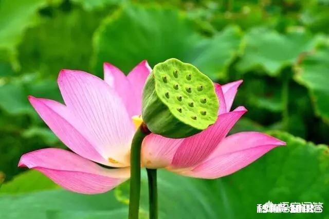 有什么很美的图