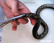 当你自己做饭时不会买的食材是什么