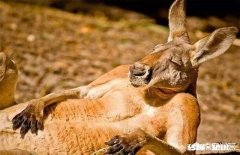 动物有哪些保护自己的方式