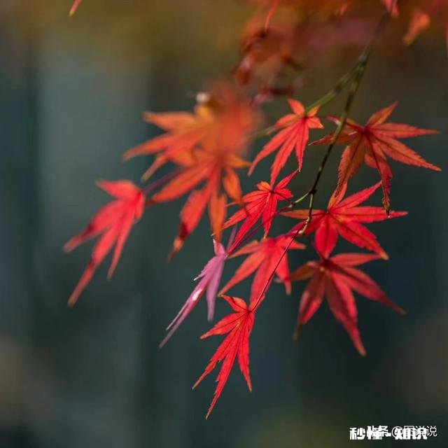 高中生的第一台单反应该怎么选