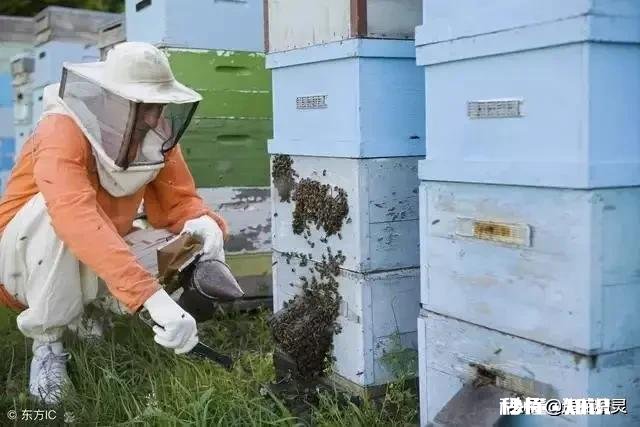 如何选购蜂蜜哪一种牌子的蜂蜜值得推荐
