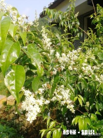 如何选购蜂蜜哪一种牌子的蜂蜜值得推荐