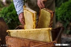 如何选购蜂蜜哪一种牌子的蜂蜜值得推荐