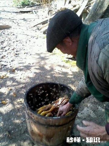 如何选购蜂蜜哪一种牌子的蜂蜜值得推荐