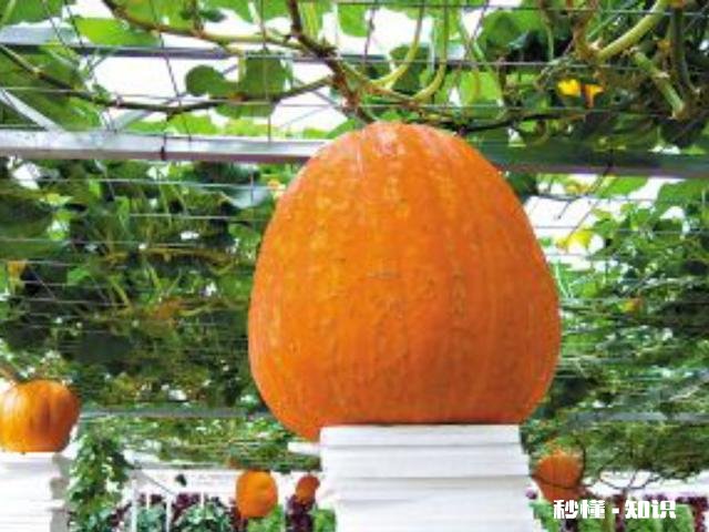 种植的南瓜用什么做吊网