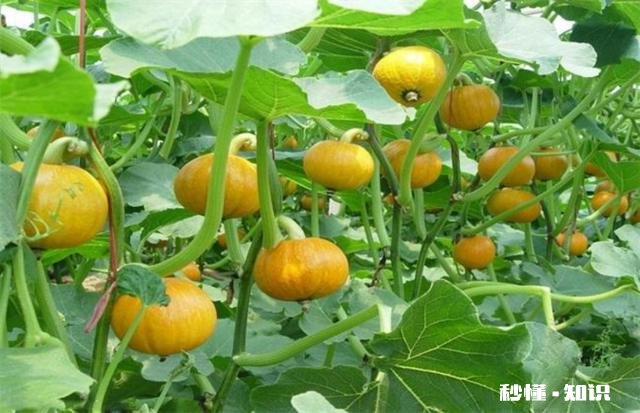 种植的南瓜用什么做吊网