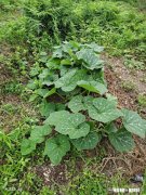 种植的南瓜用什么做吊网