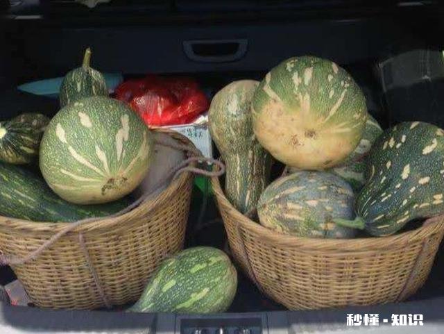 种植的南瓜用什么做吊网