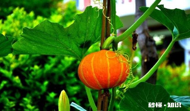 种植的南瓜用什么做吊网