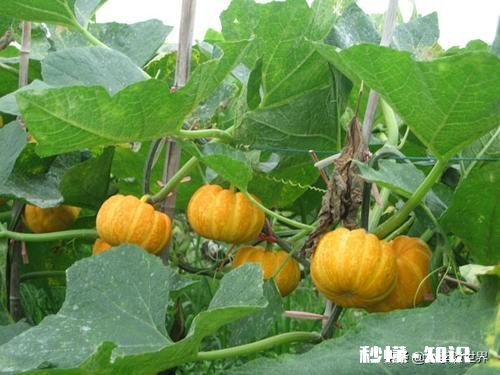 种植的南瓜用什么做吊网