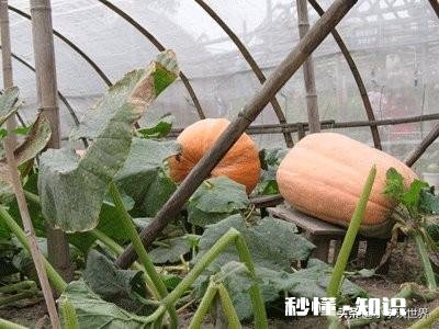 种植的南瓜用什么做吊网