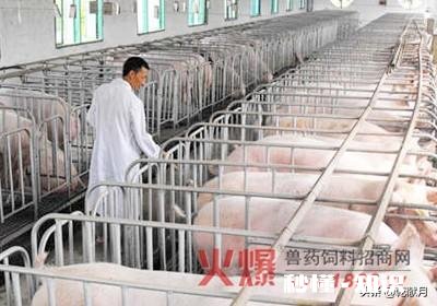 生猪已经连续降价超7周，2021年，养猪还挣钱吗